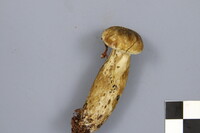 Lactarius sordidus image